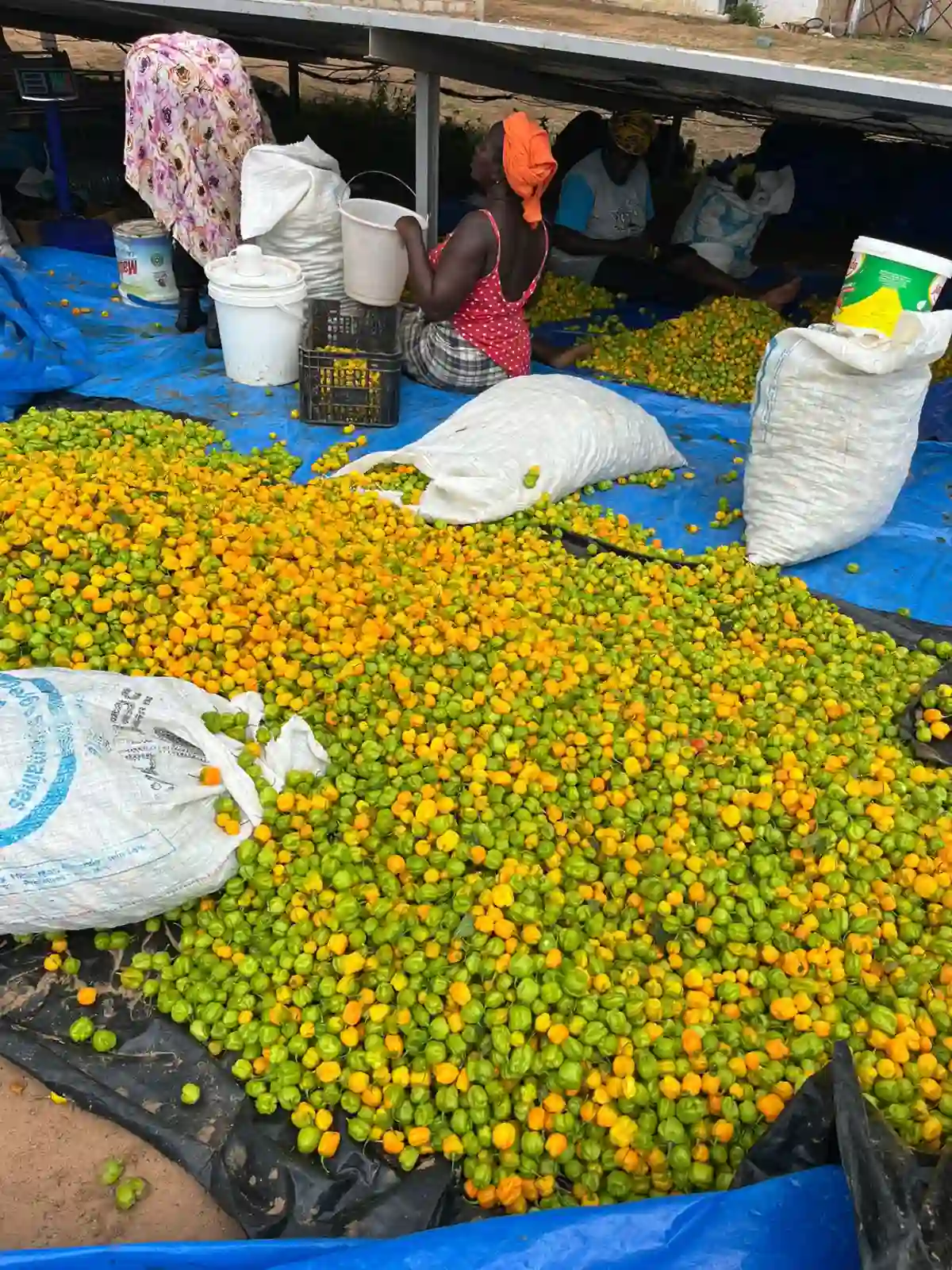 Workers sorting the chili harvest under a shelter