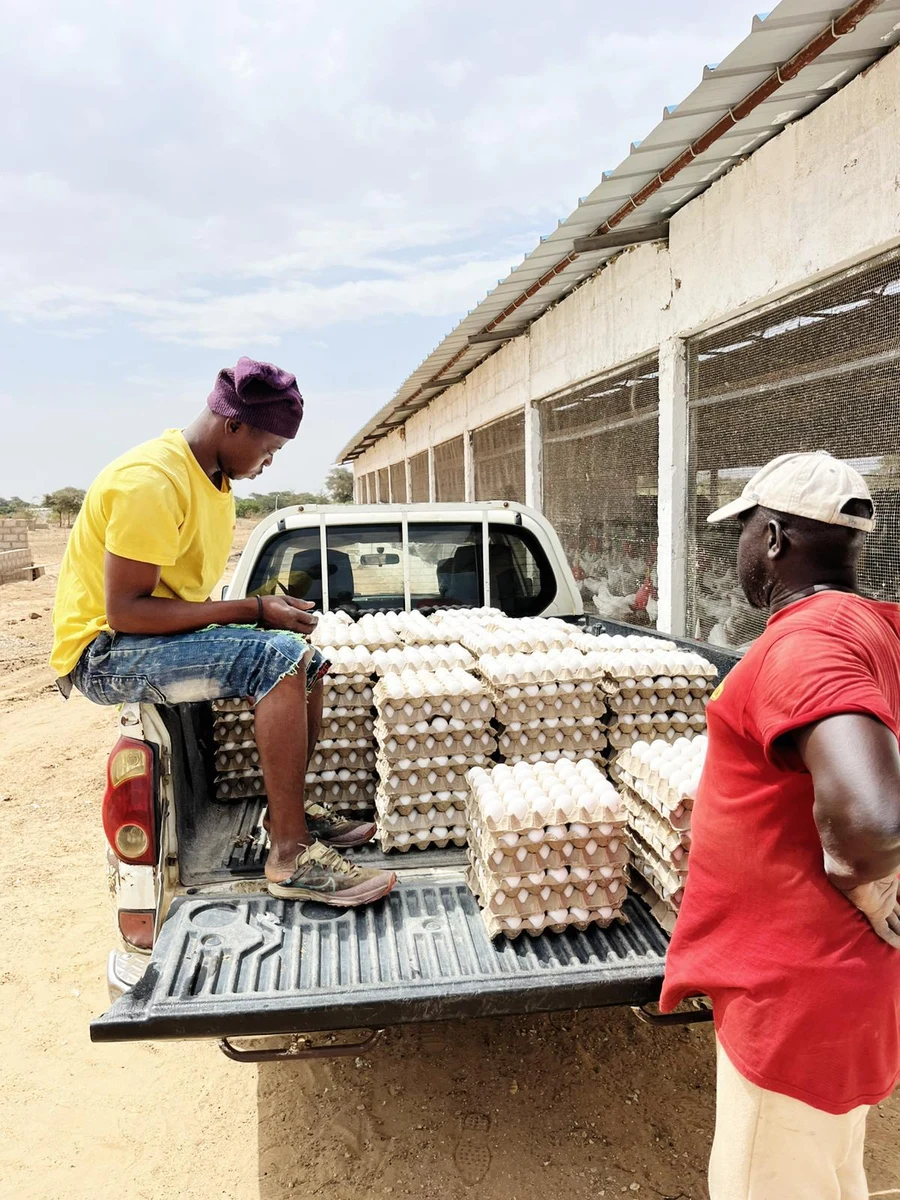 Loading Dona Farm egg trays onto a pickup truck