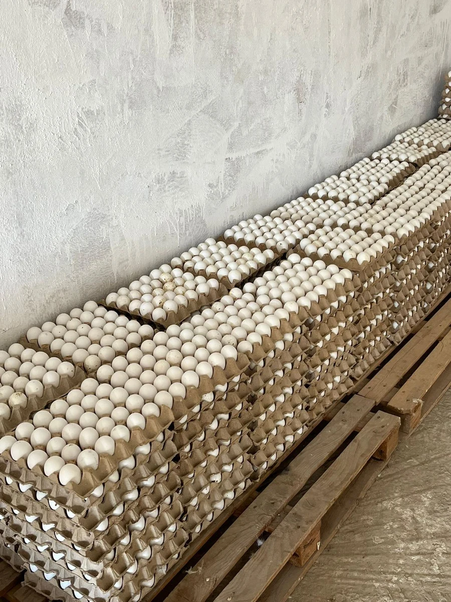 Egg trays stacked on wooden pallets at Dona Farm