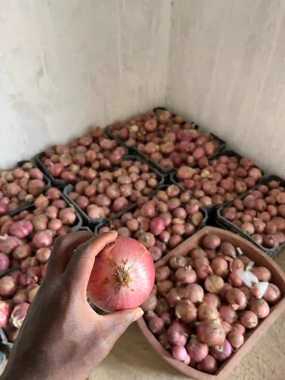 Red onions graded and packed into crates