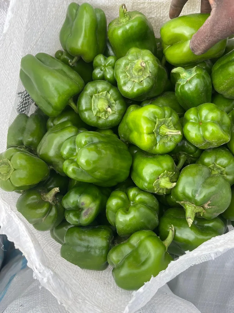 A hand picking green peppers out of a filled sack