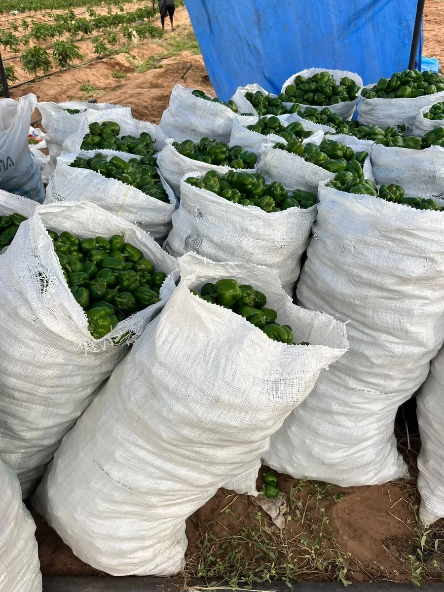 Sacks of green peppers filled at the edge of the field