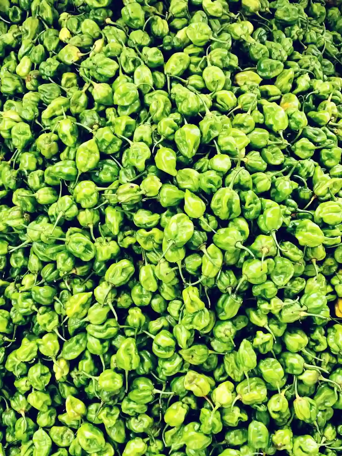Green peppers freshly harvested on the farm
