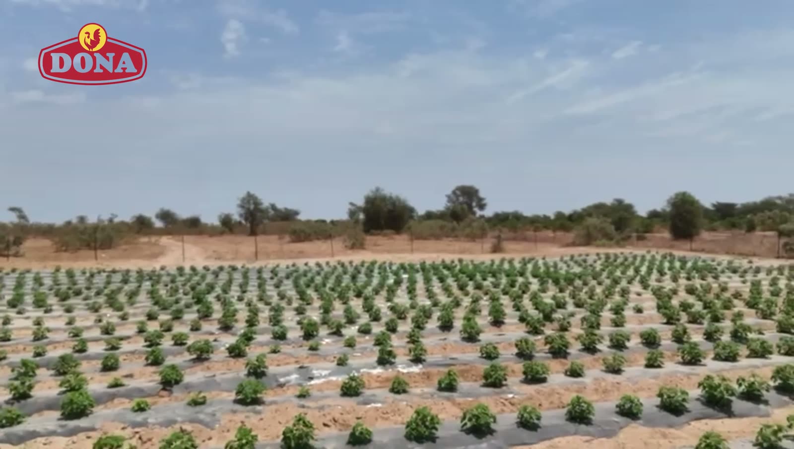Chili fields at Dona Farm in Senegal