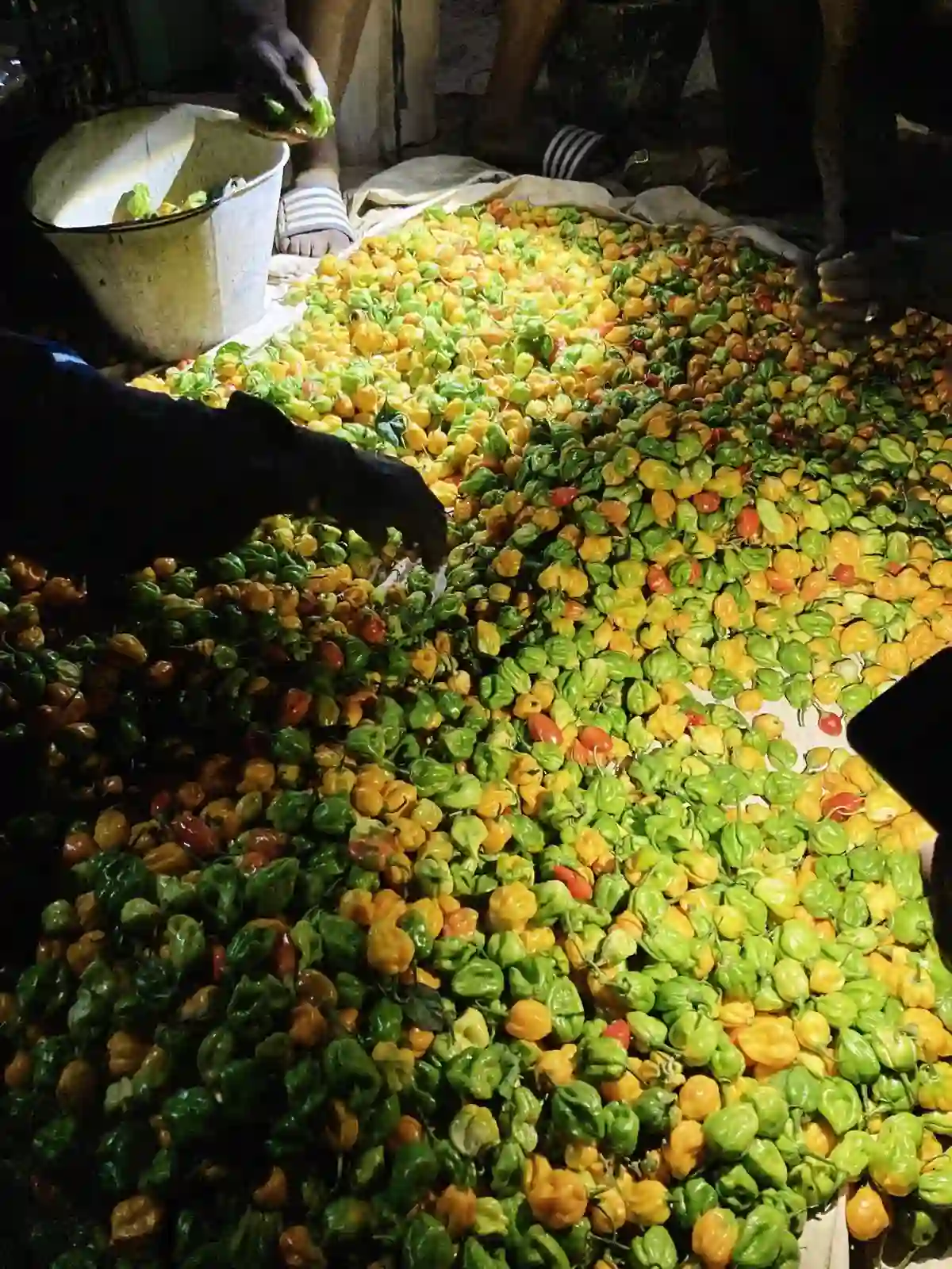 Sorting chili peppers into the evening