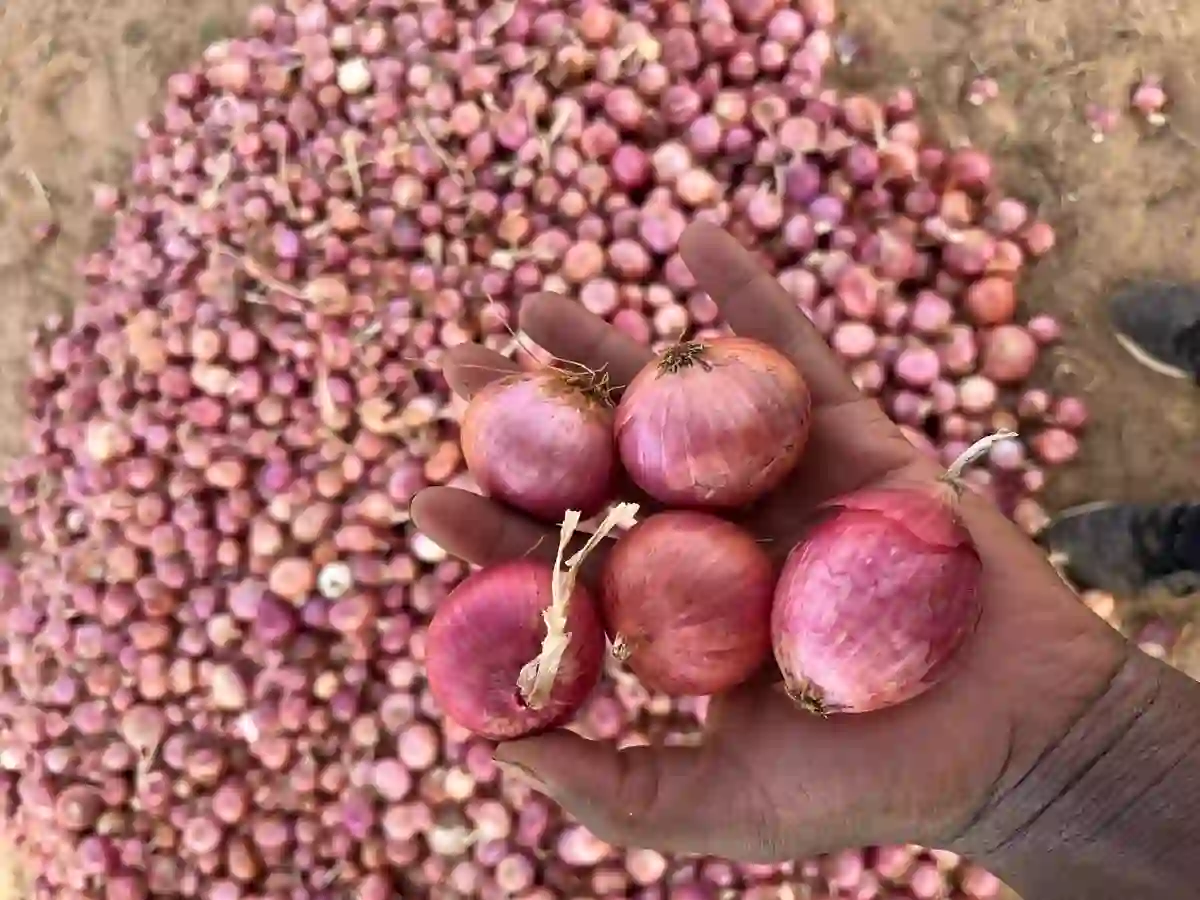 Freshly harvested red onions held over the harvest