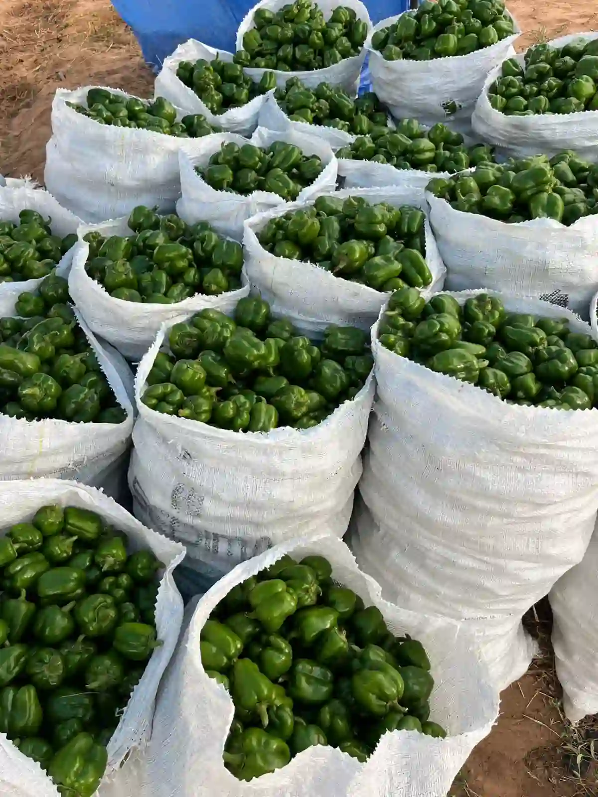 Sacks of green peppers ready for market
