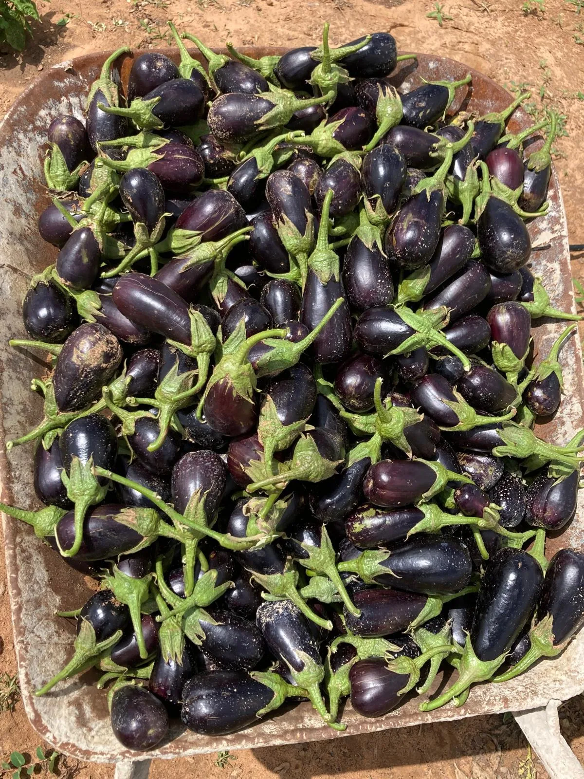 Eggplants harvested on the farm, piled in a wheelbarrow