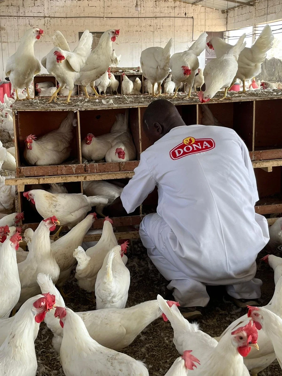 A Dona Farm worker collecting eggs at nesting boxes