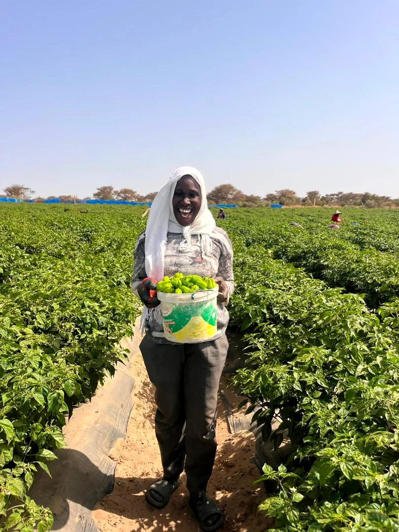 A Dona Farm worker carrying a bucket of green peppers between the rows